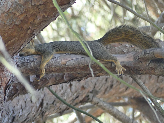 This is a series of three photos of squirrels draping themselves across tree branches in the heat. In this photo the squirrel faces left on a horizontal branch, little feet splayed in the air.