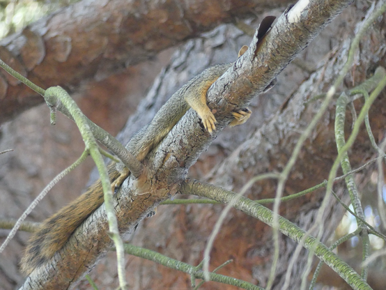 This squirrel is facing upwards hugging on to a diagonal branch