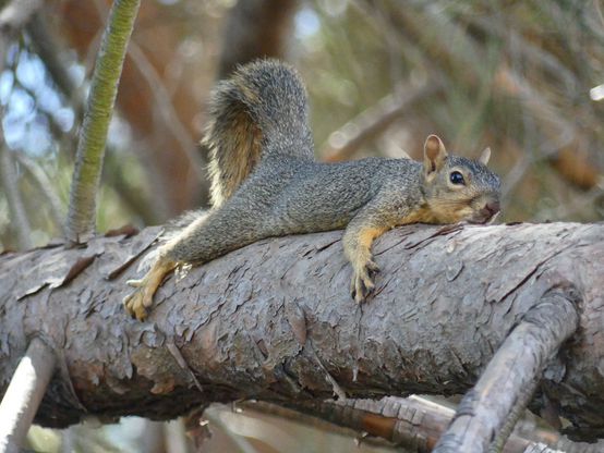 This squirrel is spread eagle across a thick horizontal branch, tail lifted and staring at me accusingly as if the 106 weather is my fault