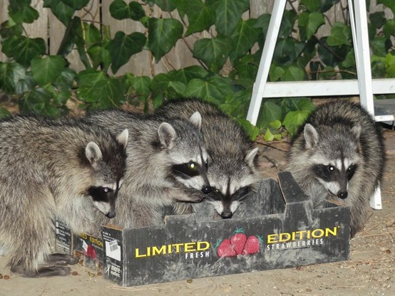 Four baby raccoons sit facing the camera eating kibble out of a low profile cardboard box that reads “limited edition fresh strawberries”. A fence and ivy are the background and to the right the legs of a white step ladder are visible.