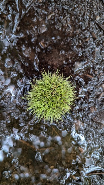 A single chestnut in it's spiky bright green hide. Laying on top of wet blackish soil. Light mirroring in some water puddles.