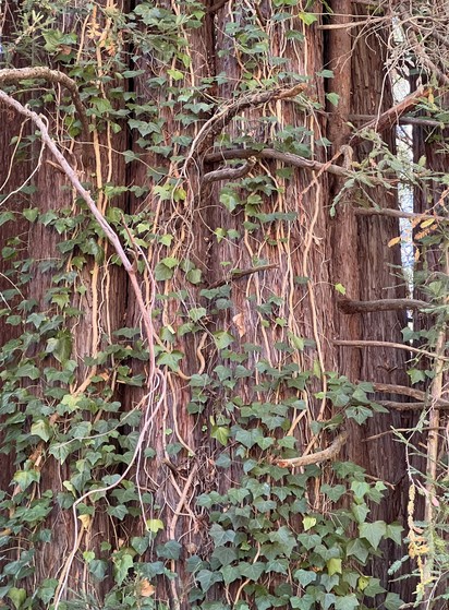 Wide Redwood tree, covered with ivy roots