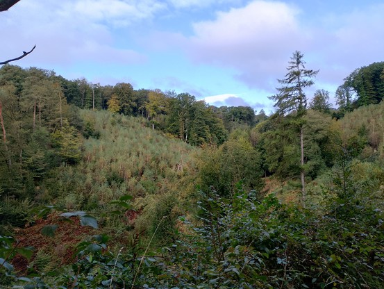 Blick ins Tal des Eifgenbach