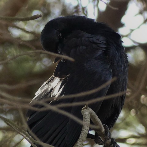 A young crow perches in profile on a pine twig, its head is craned backwards as it works on grooming a partially extended wing. It grasps a shoulder feather in its beak and looks up shyly from behind the floofed feathers. Surrounded by many twigs and pine needles.