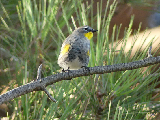 A pine branch curves through the photo with a butter butt perched in the middle. It looks pleasingly fat as it surveys the yard for the first time this fall. Tufts of green pine needles frame the bird.