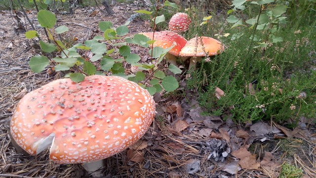 Amanita muscaria mushrooms.