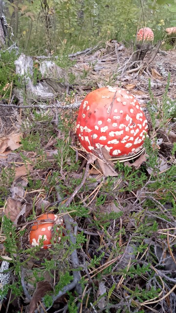 Amanita muscaria muahrooms on the forest floor.