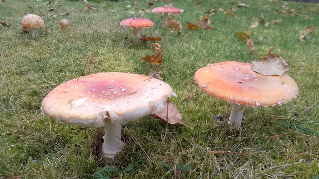 Amanita muscaria mushrooms on mossy lawn.