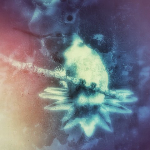 A highly edited photo of a hummingbird alighted on a thin twig facing the camera looking left with his tail fanned. I made the photo black and white then edited it with texture and light leaks. Blues, purples and oranges burst around him giving a somewhat cosmic appearance 