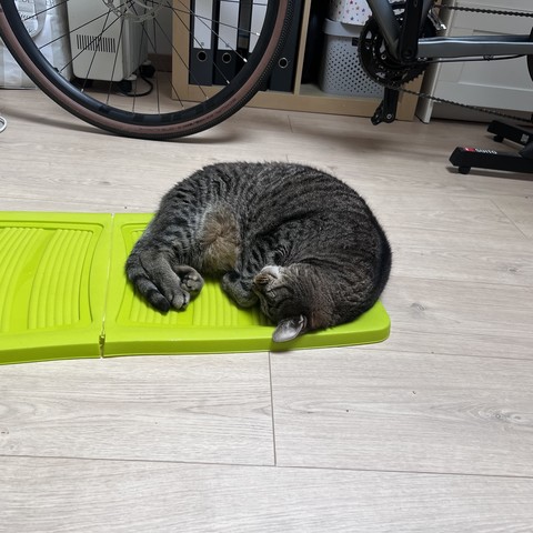 A gray cat lying on a bright green plastic lid