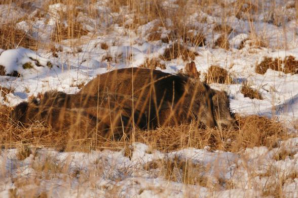 Schlafende, eng aneinander gekuschelte Wildschweinfamilie im braunen Gras vom Hochmoor Teufelssee.