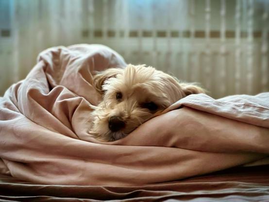 Ein kleiner, weißer Hund guckt bei sanftem, morgendlichem Licht noch etwas verschlafen unter weichen, rosa Decken hervor.

A cozy dog peeks out from under soft, pink blankets, with gentle natural light filtering through the curtains in the background.