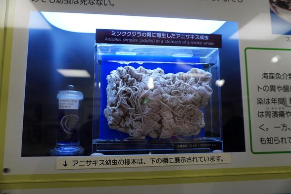 Exponat eines Parasiten im Museum