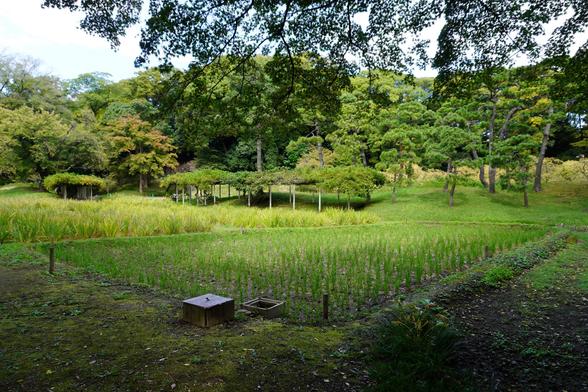 Lilienfelder sowie dafor ein Reisfeld im Korakuen - früher sollte hier die Adelsfamilie die Härten des Reisanbaus erfahren, heute pflanzen und ernten hier Schüler einer nahen Schule.