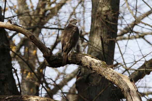 Habicht auf einem Ast im Emmauswald sitzend. Die Bäume sind ohne Blätter. 