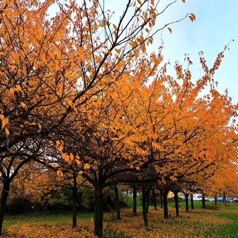 Herbstgelbe Kirschbäume vor grauem Novemberhimmel 