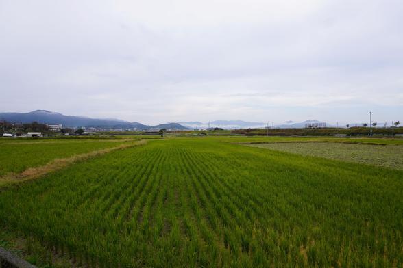 Reisfelder und im Hintergrund wolkenumhangene Berge bei Kameoka