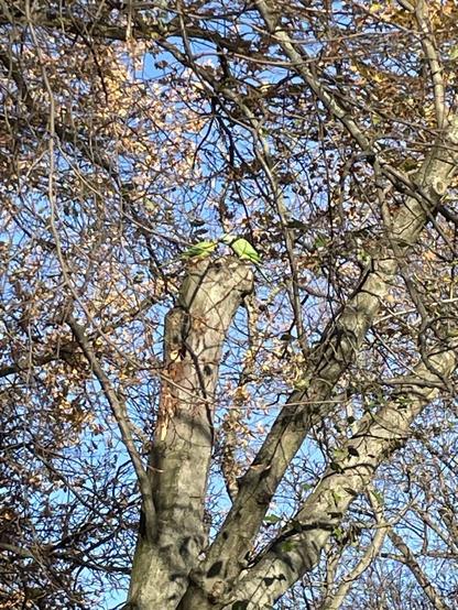 Zwei Halsbandsittiche sitzen in einer kahlen Buche am Landwehrkanal (Nähe Lohmüle)