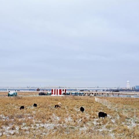 Hausschafe stehen auf dem Tempelhofer Feld