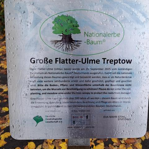 Schild: "Große Flatter-Ulme-Treptow. Diese Flatterulme wurde am 25.09.2025 vom zuständigen Kuratorium als Nationalerbe-Baum Deutschlands ausgerufen. Damit soll die nationale Bedeutung des Baumes gewürdigt und bezweckt werden, dass er als Naturdenkmal noch viele Jahrhunderte erlebt und dafür geschützt, gepflegt und geachtet wird.