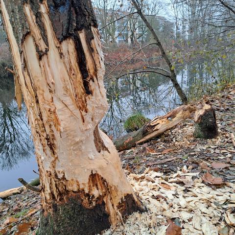 Ein dünner Baum wurde vom Biber komplett umgelegt, ein stärkerer Baum wurde zur Hälfte angebissen. Die Spuren mit groben Spänen und deutlichen Zahnspuren am Baum, deuten auf Biber