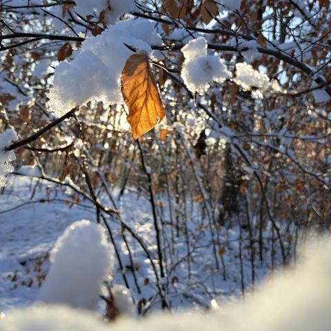 Ein braunes Buchenblatt hängt am schneebedeckten Baum. Die Sonne scheint.