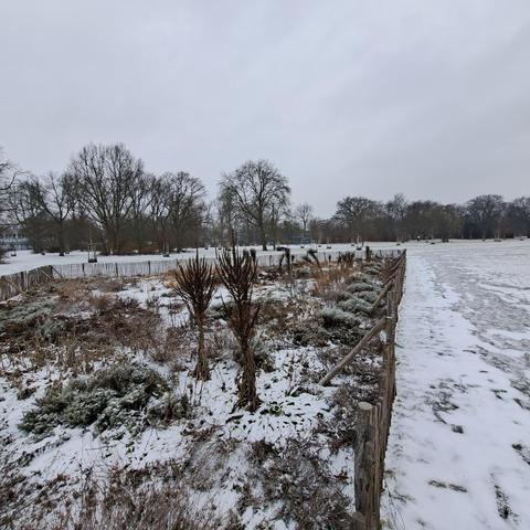 In Winterruhe befindlicher Krautbewuchs mit Holzzaun drum herum in der Hasenheide