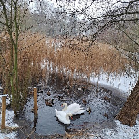 Ein Schwanenpaar und weitere kleine Wasservögel an einer nicht gefrorenen Wasserstelle am Schilf