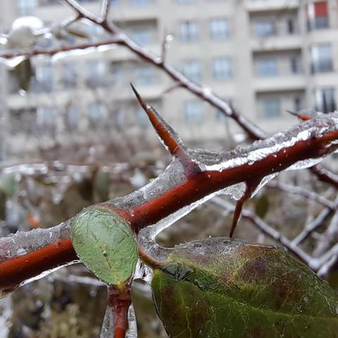 Zweig und Blatt vom Strauch sind mit einer Eisschicht ummantelt 
