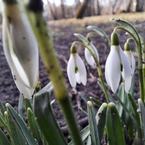 Schneeglöckchen beim Frühlingserwachen