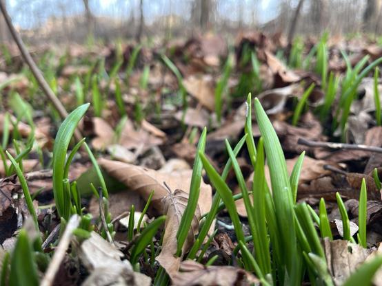 Wunderlauchblätter wachsen durch die Blattlaubschicht im Plänterwald 