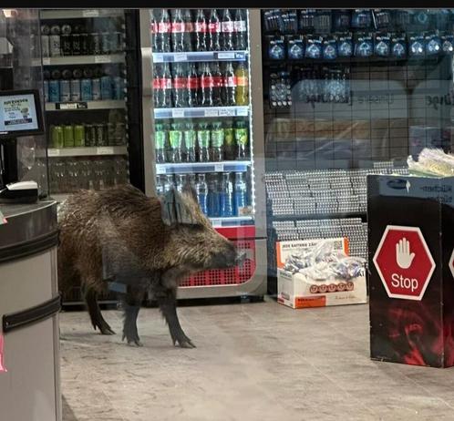 Wildschwein im Kassenbereich vom Supermarkt 